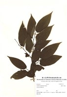 藏品(蘭邯千金榆)的圖片